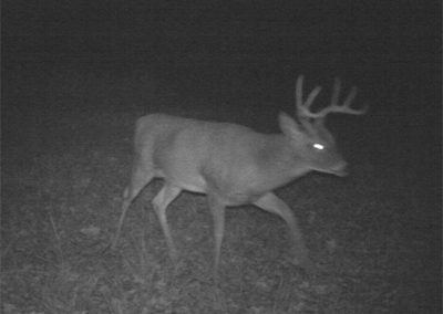 buck16